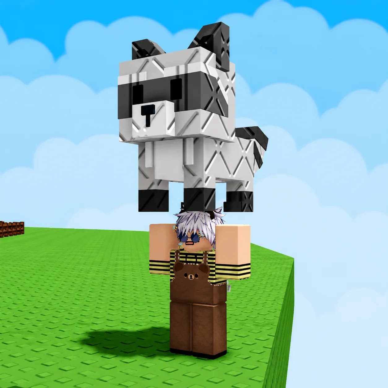 Raccoon